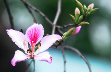 Beauty of the Ban flower in Hanoi